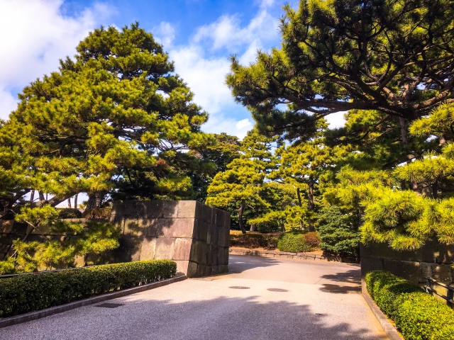 この松(?)の雰囲気がいかにも「日本っ!」って感じで大好きです!