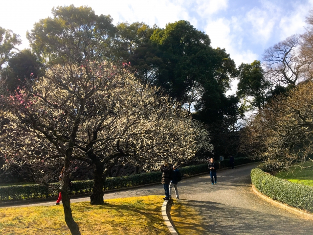 梅林坂。梅が綺麗でしたよ!