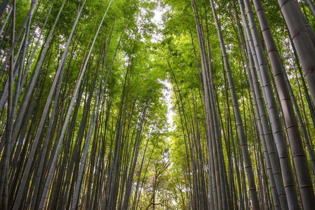 竹林の小径_聳え立つ竹林