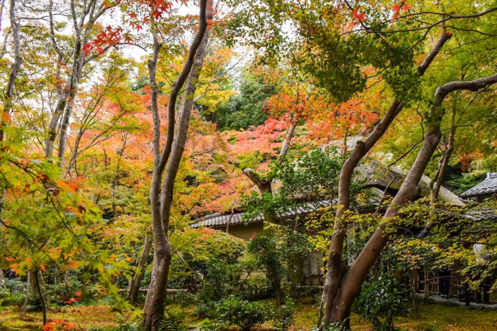 嵐山・祇王寺_草庵と紅葉