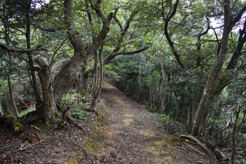 城崎温泉リゾバ_観光地紹介_大師山ハイキング