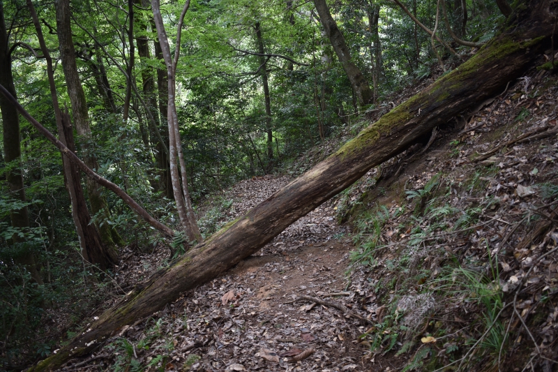 城崎温泉リゾバ_観光地紹介_大師山ハイキング