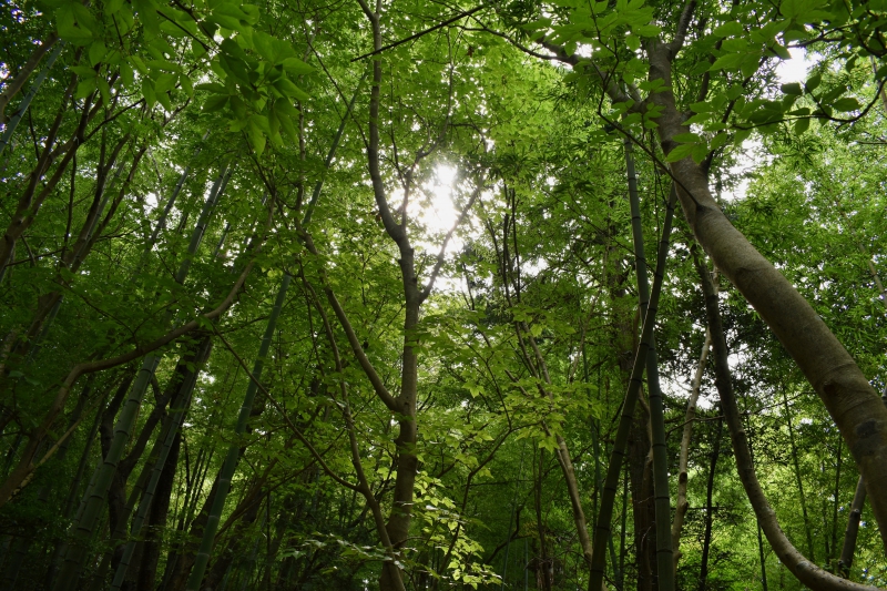 城崎温泉リゾバ_観光地紹介_大師山ハイキング_竹林