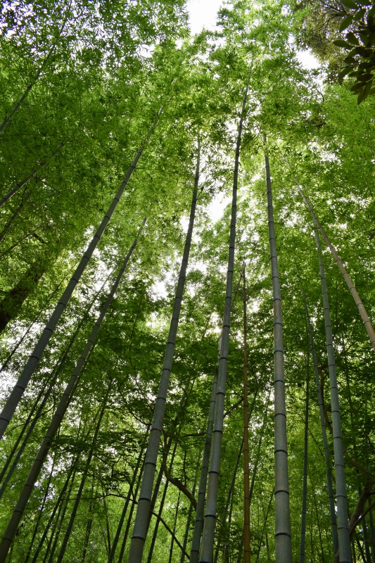 城崎温泉リゾバ_観光地紹介_大師山ハイキング_竹林