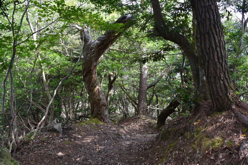 城崎温泉リゾバ_観光地紹介_大師山ハイキング