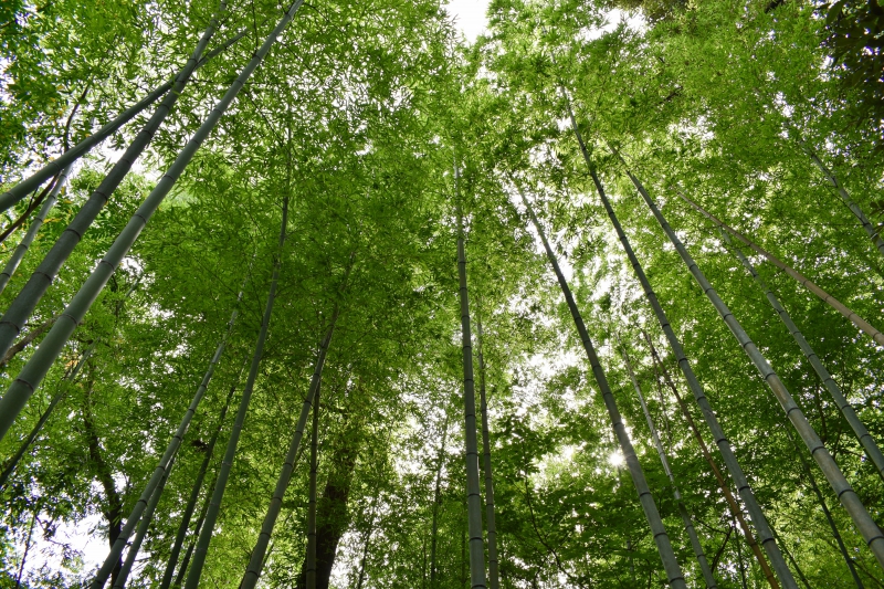 城崎温泉リゾバ_観光地紹介_大師山ハイキング_竹林