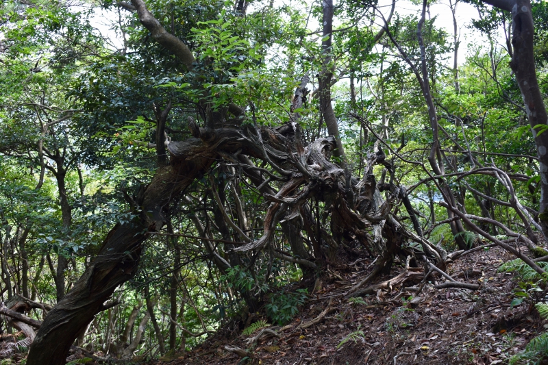 城崎温泉リゾバ_観光地紹介_大師山ハイキング