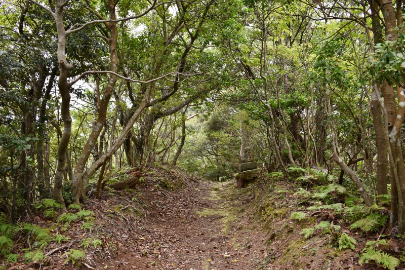 城崎温泉リゾバ_観光地紹介_大師山ハイキング