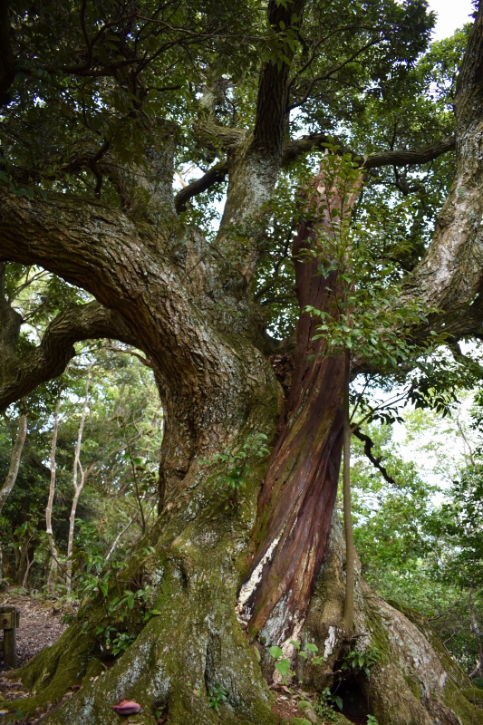 城崎温泉リゾバ_観光地紹介_大師山ハイキング_和合の樹