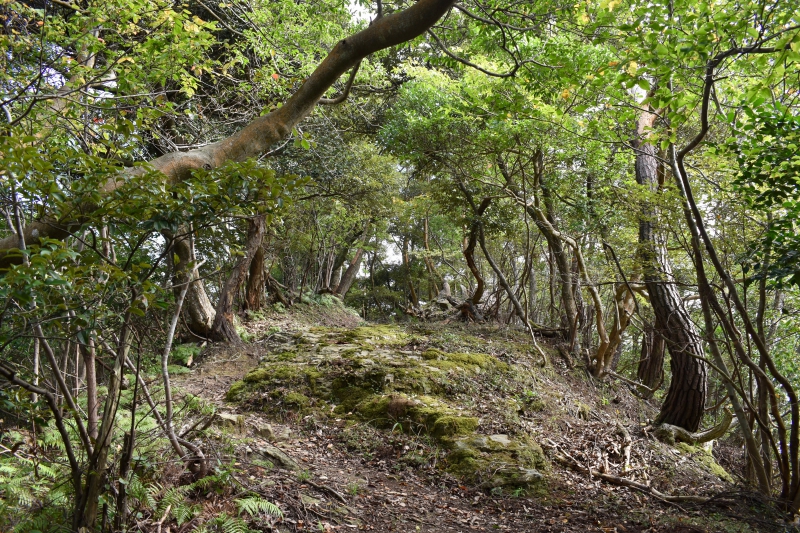 城崎温泉リゾバ_観光地紹介_大師山ハイキング