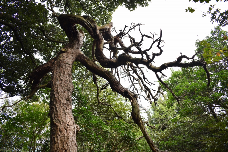 城崎温泉リゾバ_観光地紹介_大師山ハイキング