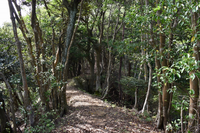 城崎温泉リゾバ_観光地紹介_大師山ハイキング