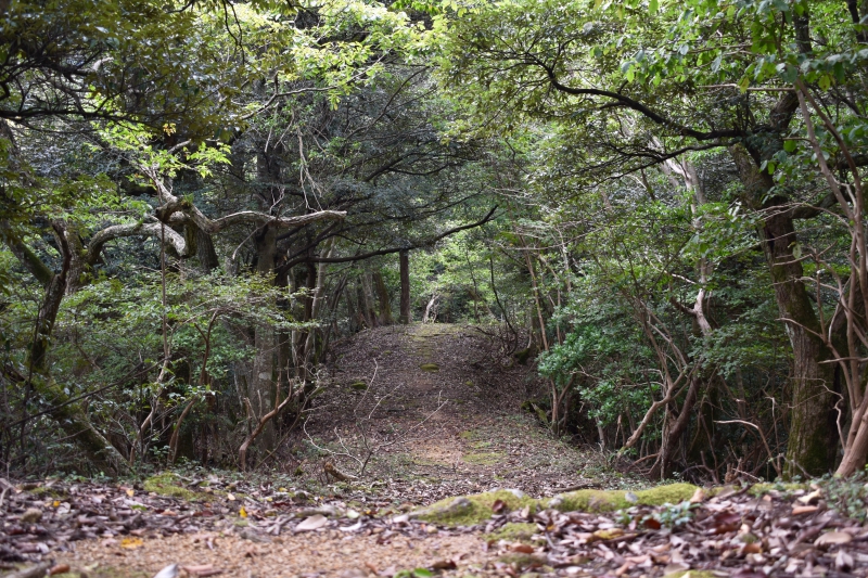 城崎温泉リゾバ_観光地紹介_大師山ハイキング