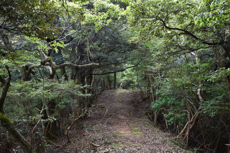 城崎温泉リゾバ_観光地紹介_大師山ハイキング