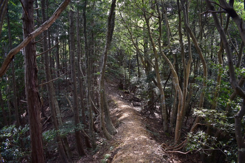 城崎温泉リゾバ_観光地紹介_大師山ハイキング