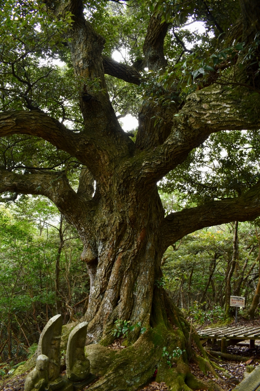 城崎温泉リゾバ_観光地紹介_大師山ハイキング_和合の樹