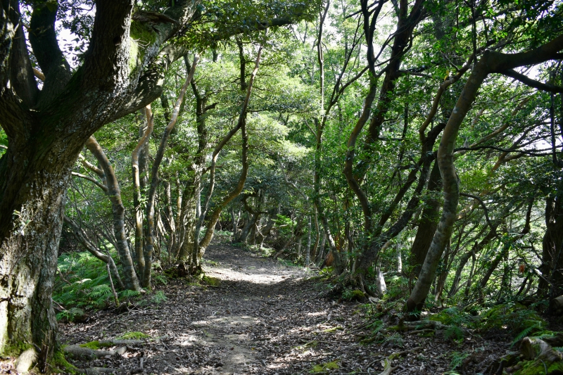 城崎温泉リゾバ_観光地紹介_大師山ハイキング