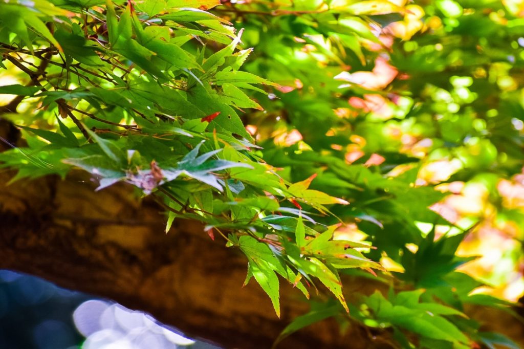 秋の北野天満宮_もみじ苑の青もみじ_京都の紅葉