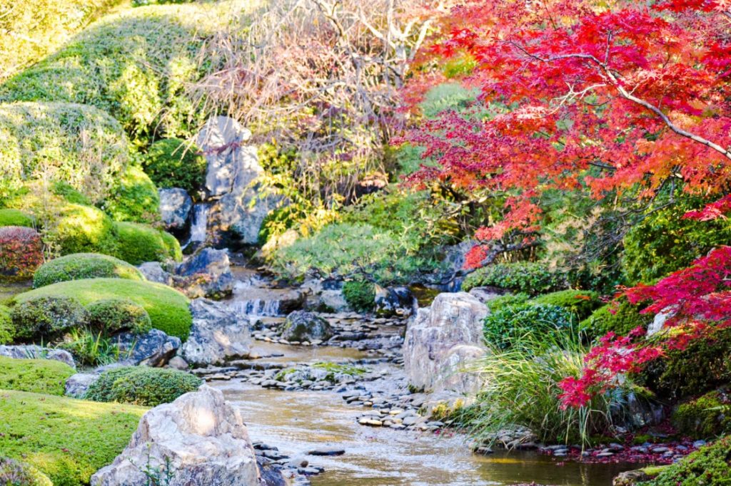 秋の仁和寺_退蔵院_京都の紅葉の穴場見どころ