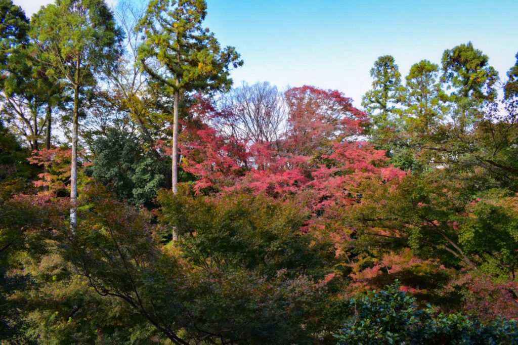 秋の北野天満宮_もみじ苑_京都の紅葉