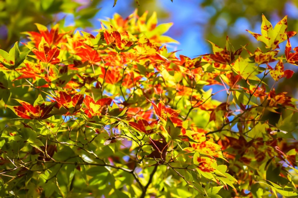 秋の北野天満宮_もみじ苑と煉獄紅葉_京都の紅葉