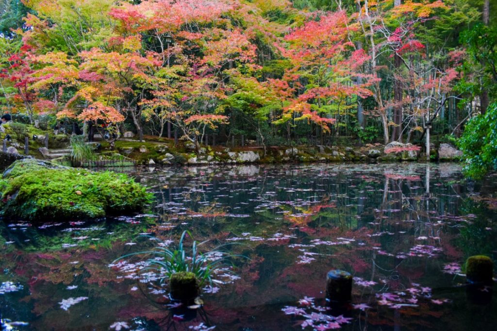 天授庵の紅葉_庭園と池_京都のオススメ見どころ