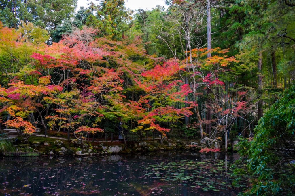 天授庵の紅葉_庭園_京都のオススメ見どころ