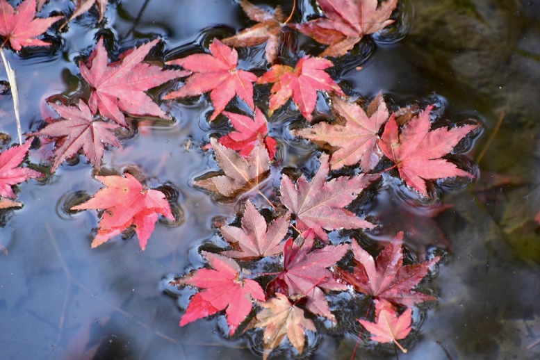 秋の京都・嵐山の天龍寺_百花苑の紅葉