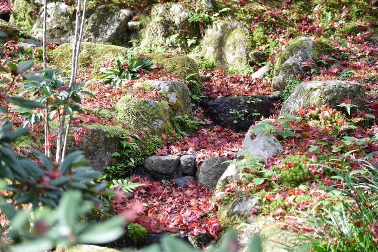 秋の京都・嵐山の天龍寺_百花苑の紅葉