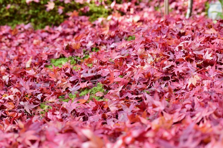 秋の京都・嵐山の天龍寺_百花苑の紅葉