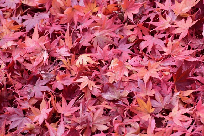 秋の京都・嵐山の天龍寺_百花苑の紅葉