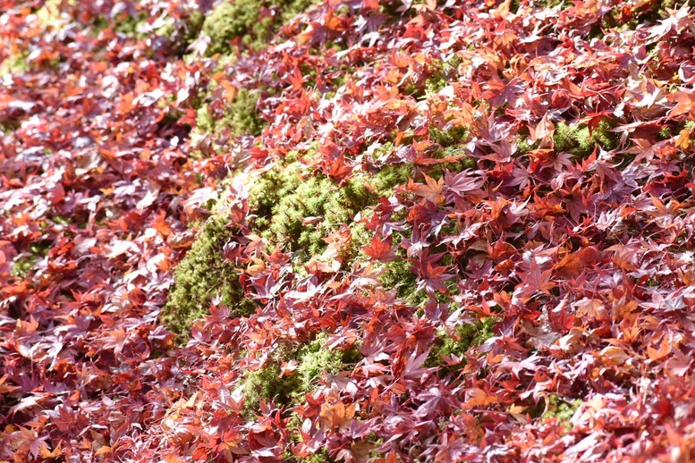 秋の京都・嵐山の天龍寺_百花苑の紅葉