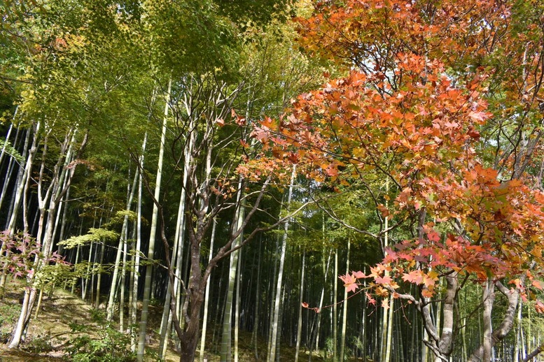 秋の京都・嵐山の天龍寺_百花苑の紅葉