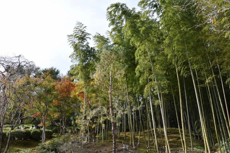 秋の京都・嵐山の天龍寺_百花苑の紅葉