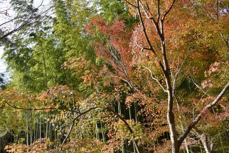 秋の京都・嵐山の天龍寺_百花苑の紅葉