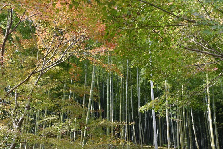 秋の京都・嵐山の天龍寺_百花苑の紅葉