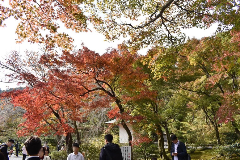 秋の京都・嵐山の天龍寺_百花苑の紅葉