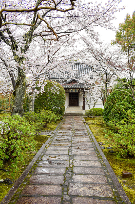 春の京都・嵐山の天龍寺