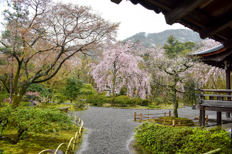 春の京都・嵐山の天龍寺_百花苑の桜