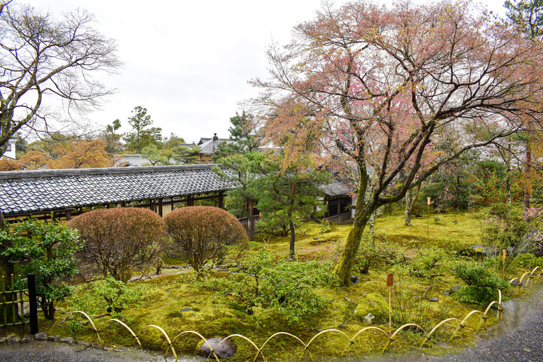 春の京都・嵐山の天龍寺_百花苑の桜