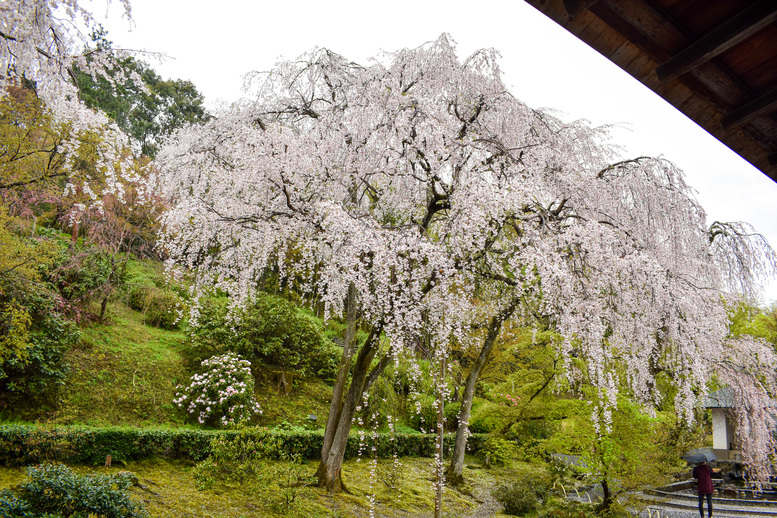 春の京都・嵐山の天龍寺_百花苑の桜