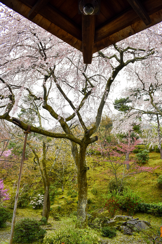 春の京都・嵐山の天龍寺_百花苑の桜