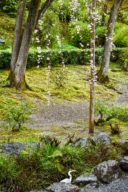 春の京都・嵐山の天龍寺_百花苑の桜