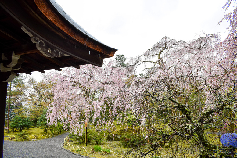 春の京都・嵐山の天龍寺_百花苑の桜