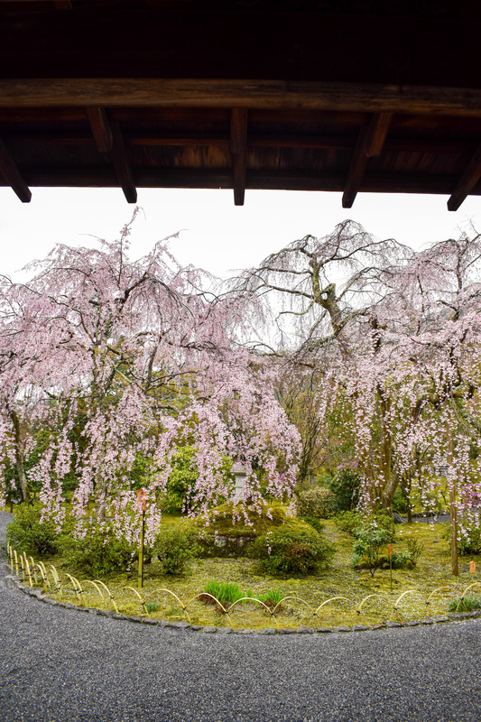 春の京都・嵐山の天龍寺_百花苑の桜