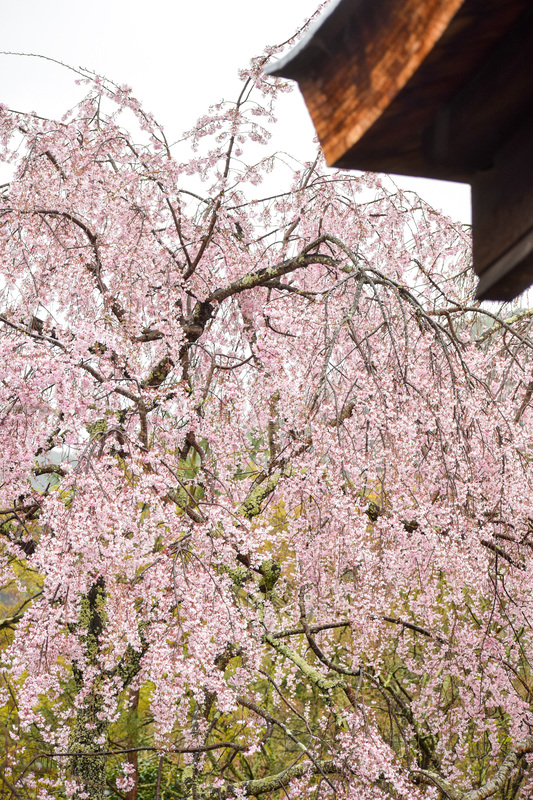 春の京都・嵐山の天龍寺_百花苑の桜