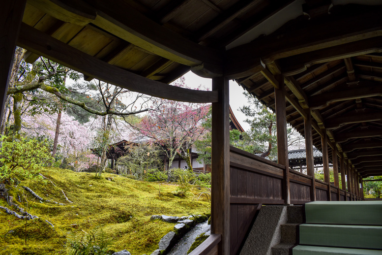 春の京都・嵐山の天龍寺_百花苑の桜