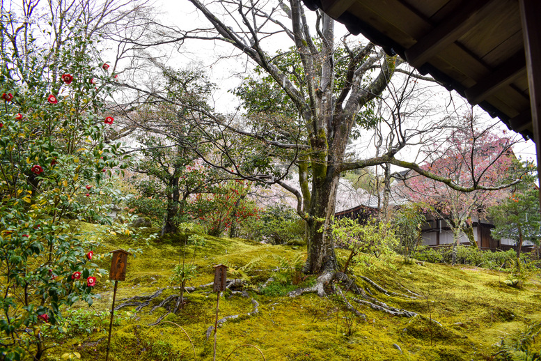 春の京都・嵐山の天龍寺_百花苑の桜