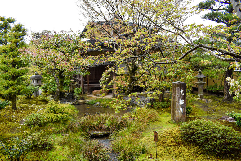 春の京都・嵐山の天龍寺_百花苑の桜と茶室