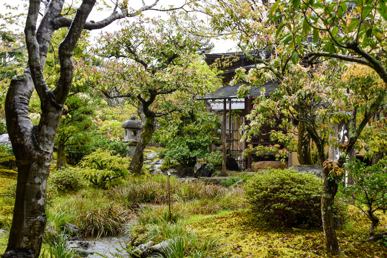 春の京都・嵐山の天龍寺_百花苑の桜と茶室